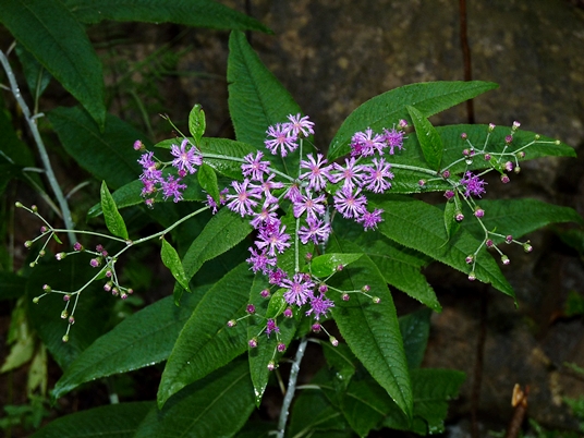 {Vernonia flaccidifolia}